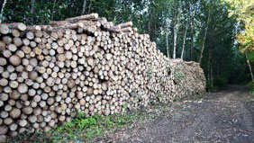 pile of logs