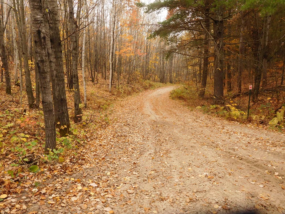 trail through woods